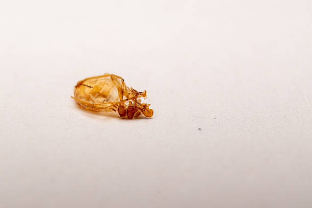istock Shed Exoskeleton of Bed Bug (Cimex lectularius) – Detailed Macro Shot on White Background 2222767882
