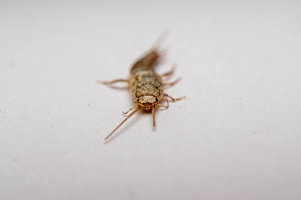 istock Household pest - Silverfish macro photo 2222767886