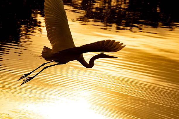 White heron, beautiful white heron around a lake in Brazil, selective focus.