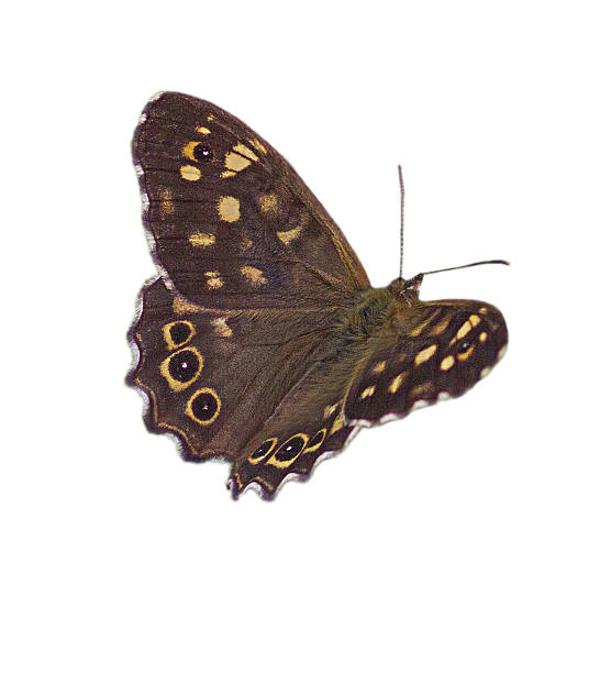 A large Egeria butterfly on a white background.