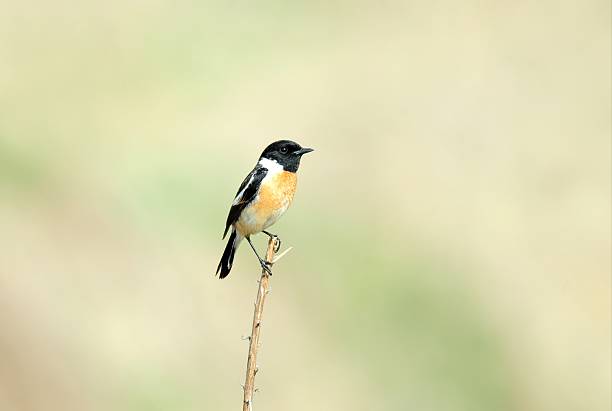 istock Sharp Close-up of a Male Siberian Stonechat (Saxicola maurus) on a Dry Grass Stem 2222770842