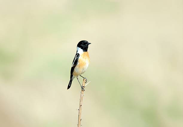 istock Sharp Close-up of a Male Siberian Stonechat (Saxicola maurus) on a Dry Grass Stem 2222770857