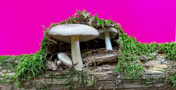 Grey mushrooms with white stems grow on a fallen log covered in bright green moss, set against a vibrant pink background. This image perfectly captures the microcosm of the forest with an unusual color accent.