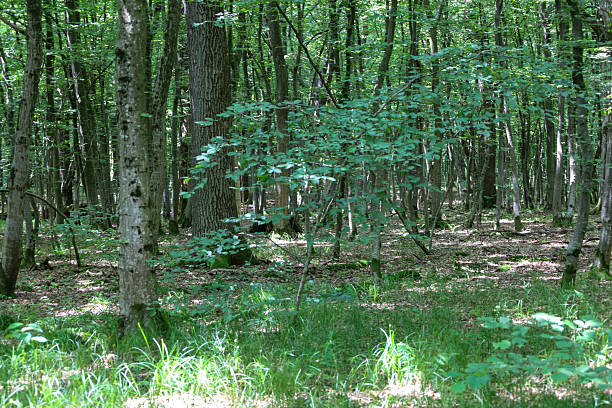 istock A bright summer forest with young trees and dense green grass, where sunlight filters through the canopies, creating a play of shadows. This image conveys a sense of tranquility and deep natural beauty. 2222771372
