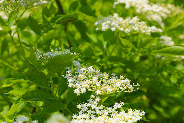 White elderflowers bloom profusely on green branches, creating a delicate and fresh look. This image is ideal for showcasing the natural beauty of summer blossoms and the plant world.