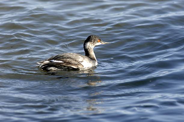 istock Side View of Black-necked Grebe (Podiceps nigricollis) Swimming 2222771583