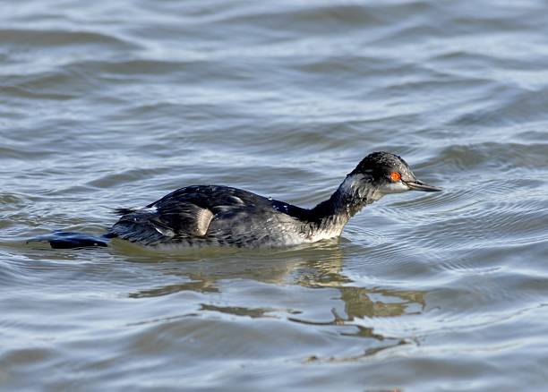 istock Side View of Black-necked Grebe (Podiceps nigricollis) Swimming 2222771602