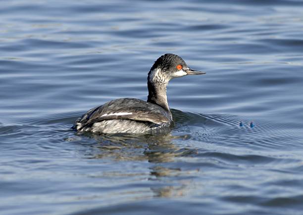 istock Side View of Black-necked Grebe (Podiceps nigricollis) Swimming 2222771616
