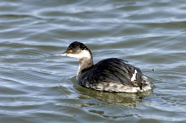 istock Close-up of Black-necked Grebe (Podiceps nigricollis) Floating on Water 2222771659