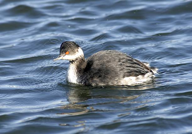 istock Close-up of Black-necked Grebe (Podiceps nigricollis) Floating on Water 2222771672