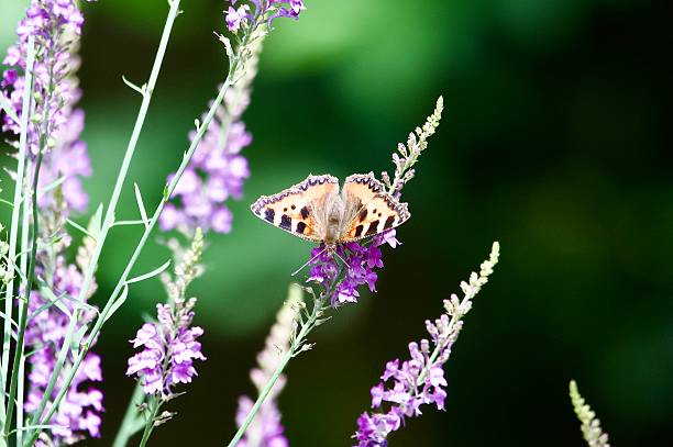 istock small tortoiseshell butterfly perched on purple toad flax wild flower 2222771788