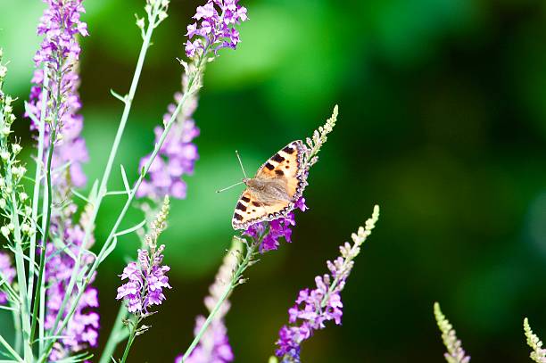 istock small tortoiseshell butterfly perched on purple toad flax wild flower 2222771794