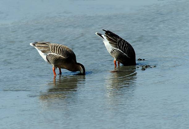 istock Swan goose walking through shallow water 2222772780
