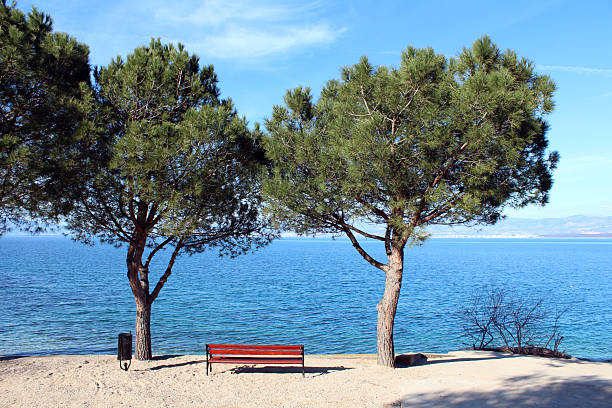 A wooden bench sits in sand between two umbrella pine pinus pinea trees, offering peaceful shade and a panoramic view over the tranquil blue sea and distant coastline