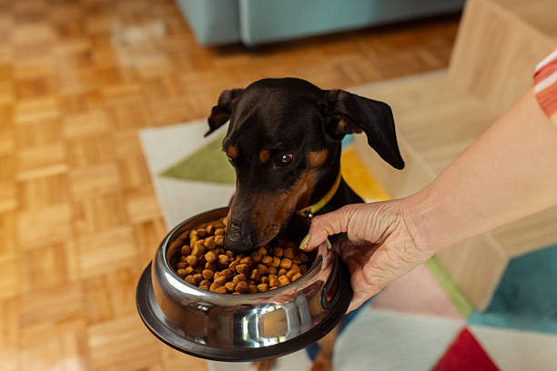 istock A hungry Dachshund dog eats granules from a food bowl 2222775467