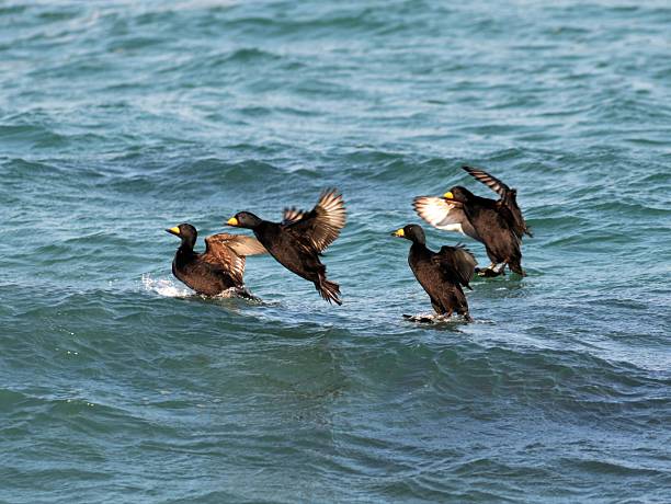 istock Black Scoter Ducks Swimming on Ocean Waves 2222775864