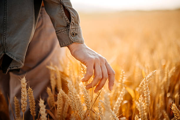 istock An unrecognizable farmer working in the field 2222776630