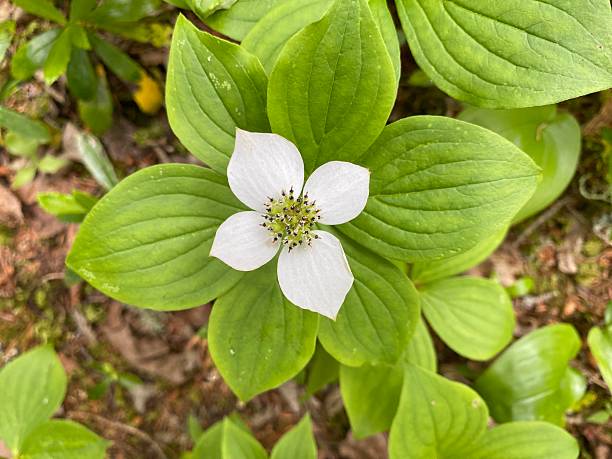 istock Bunchberry dogwood 2222776899