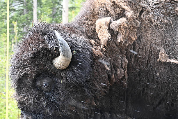 Extreme close up portrait of a wild American Bison or Buffalo as it walked by our stopped car in Yellowstone National Park, Montana, USA.  Note this bull was molting its winter coat.