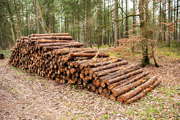 Hardwood plank. Lumber industry business. Deforestation. Tree log in forest. Pine tree log. Softwood lumber. Deforestation and logging. Stack of cut wood. Wood log, timber logging. Harvest of timber.