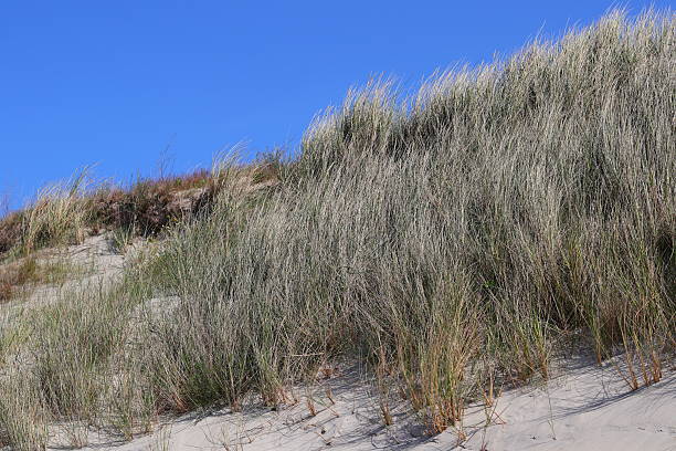 istock Brown and green grass on the dune and the blue sky 2222780956