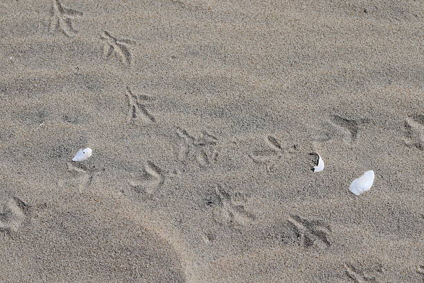 Traces of wild birds in the colored sand
