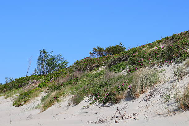 istock Colorful plants on the dune and the blue sky 2222780973