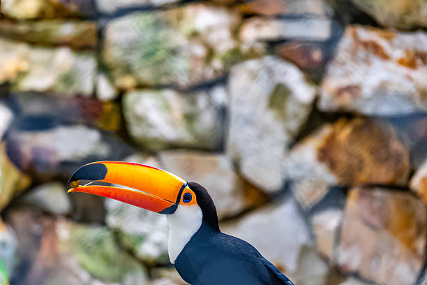 Ornamental Toucan