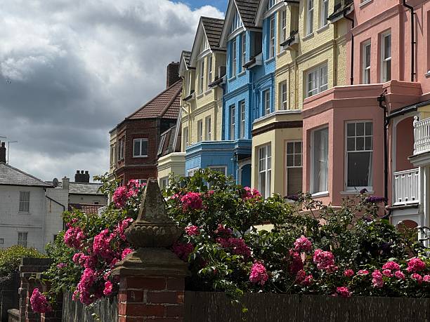 Hollyhocks in bloom in Aldeburgh in june