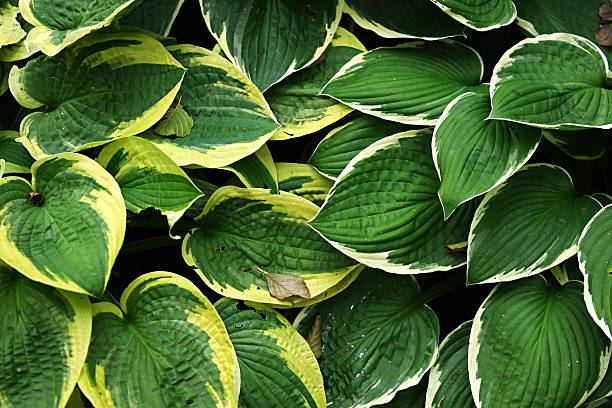 istock Hosta Minuteman and Wide Brim in close-up 2222782294