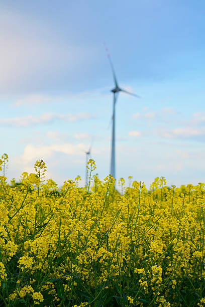 Bright yellow rapeseed in bloom close-up.
