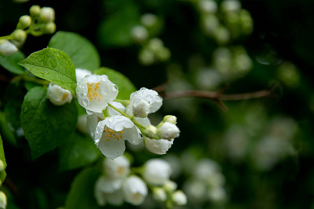 istock white mock-orange flowers with raindrops 2222784861