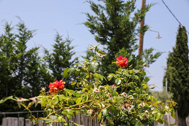 Red Garden Roses Blooming Under Clear Blue Sky, Surrounded By Green Foliage And Tall Conifer Trees. The Scene Captures A Serene Summer Atmosphere In A Private Garden With Natural Light And Rustic Fencing In The Background.
