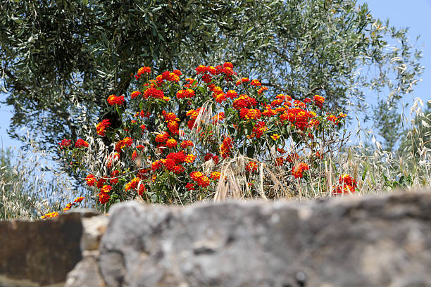Vibrant Red And Orange Lantana Flowers Blooming Wildly In Nature, Surrounded By Tall Grass And Framed By An Olive Tree In The Background. A Rustic Stone Wall Runs Across The Foreground. The Scene Captures The Essence Of Mediterranean Summer Flora And Rural Charm.