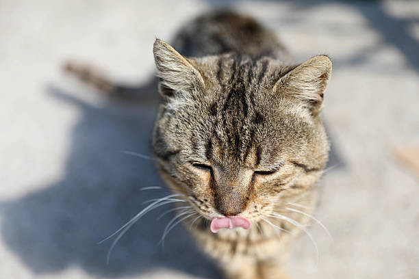 Close-Up Of A Tabby Cat With Eyes Closed And Tongue Sticking Out, Caught In A Funny Expression While Sitting In The Sun. The Cat's Fur Is Beautifully Lit By Natural Light, Creating A Warm And Playful Atmosphere.