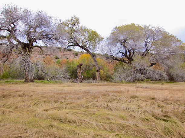 istock Autumn cottonwoods 2222787082