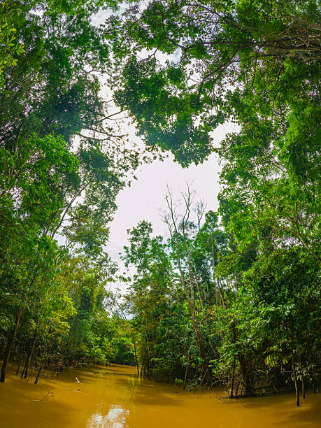 A serene view of the Amazon rainforest in Leticia, Colombia, featuring dense green foliage and tranquil water, showcasing the region's vibrant biodiversity.