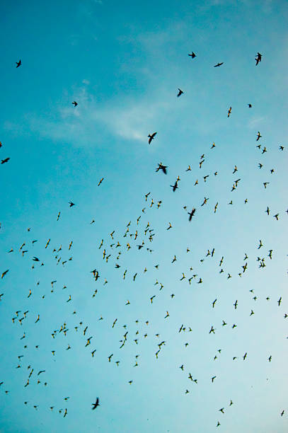 A mesmerizing aerial view of a large flock of birds soaring against a clear blue sky in the Amazon region of Colombia.
