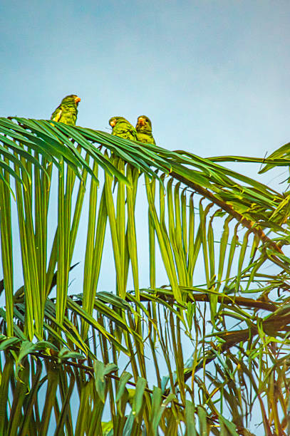 Woman with pair of parrots