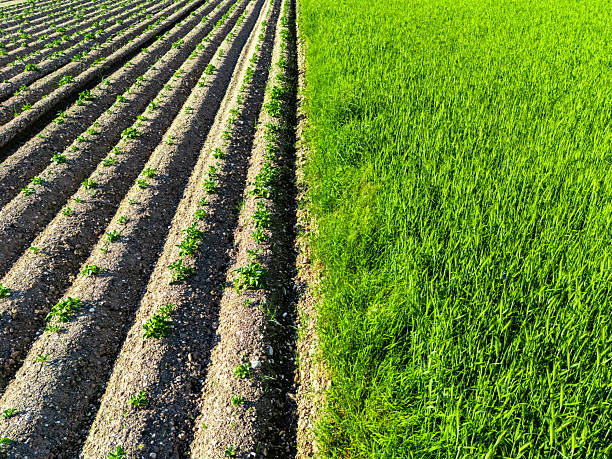 Agricultural fields - drone view of a wheat field and a potato field side by side.