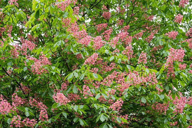 Hybrid buckeye and chestnut tree in blossom