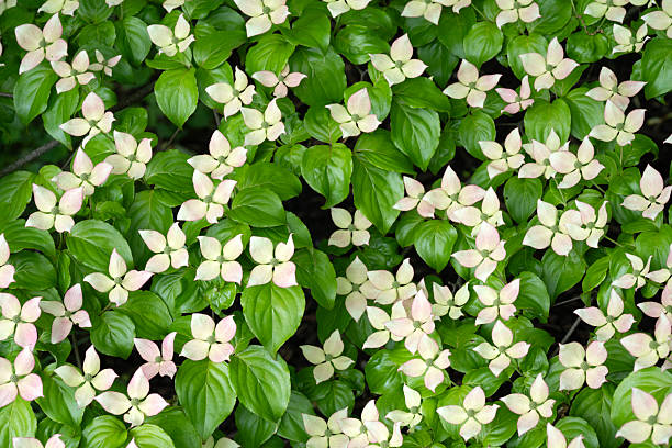 Japanese dogwood in blossom