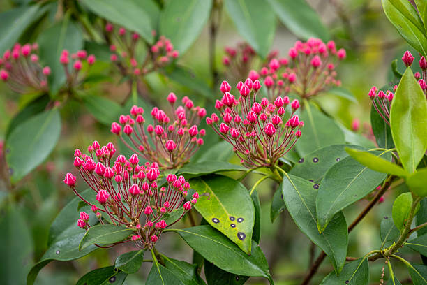 Buds of mountain laurel