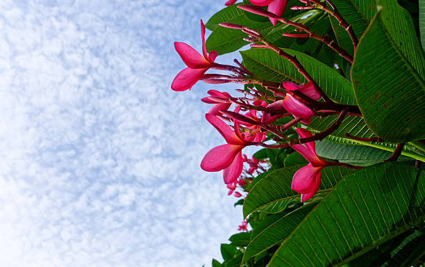 istock Tropical Plumeria Blooms Against a Cloudy Sky. 2222793480