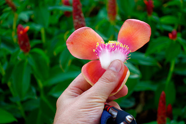 Tropical Flower Study in Natural Habitat – A Visual Series of Fallen Blossoms, Handheld Details, and Blooming Clusters Surrounded by Lush Greenery, Showcasing the Beauty of Exotic Flora and Their Environment
