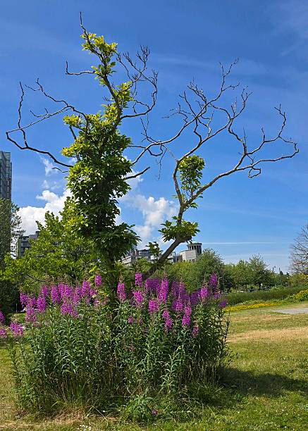 istock Cloudscapes as seen from Vancouver's Seawall Greenway Pedestrian Footpath on the cloud-filled sunny blue sky day of June 28, 2025. 2222795219