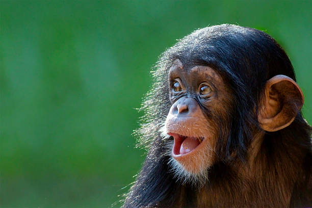 Gemeiner Schimpanse / Common chimpanzee / Pan troglodytes