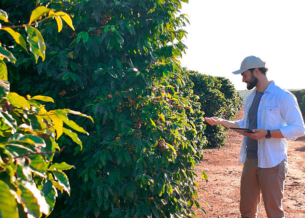 istock Coffee Farmer Analyzing Ripe Cherries in Plantation 2222797120