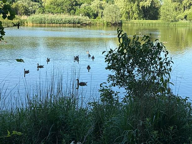 istock Canada Geese - Earl Bales Park, North York, Toronto 2222797258