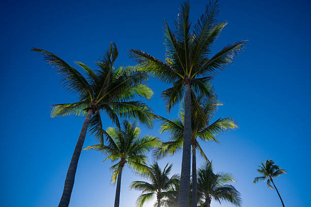 istock Palm pattern. Nature tropical landscape. Summer coast view. Green palm tree on blue sky. Tropical paradise. Exotic background. Palm landscape. Tropics palm tree texture. Summer palms trees and sky. 2222797299